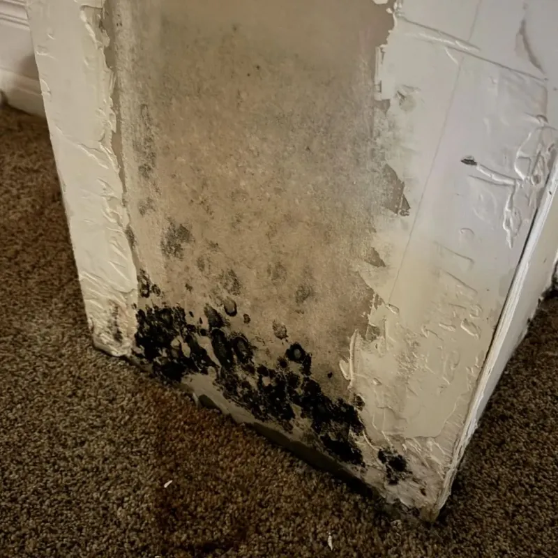Professional Mold Removal in Montgomery, IL